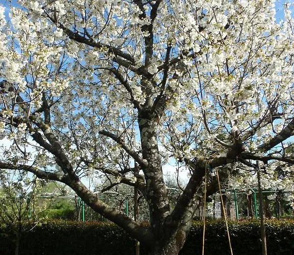 Otilija 公寓 波雷奇