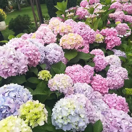 Otilija Apartament *