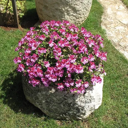 Otilija